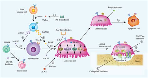 Frontiers | Key Triggers of Osteoclast-Related Diseases and Available Strategies for Targeted ...