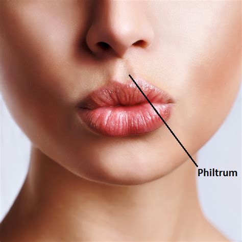 The Philtrum | News | Dentagama