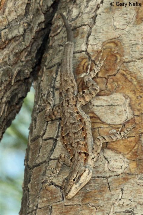 Colorado River Tree Lizard - Urosaurus ornatus symmetricus