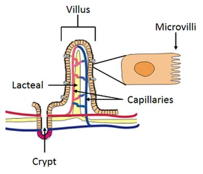 IGCSE Biology: 2.31 Describe the structure of a villus and explain how ...