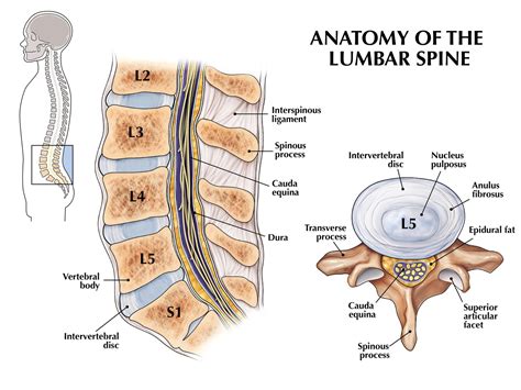 Anatomy of the Lumbar Spine — Slaybaugh Studios