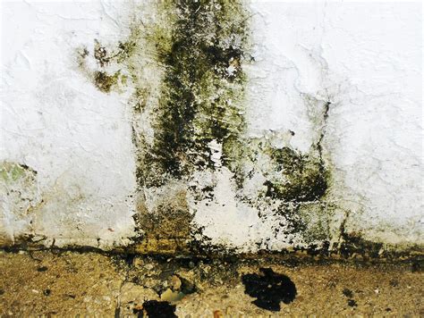 Mould and Age | Mould on a wall... Doesn't it look like a pa… | Flickr