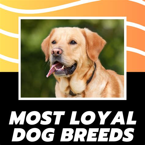 Most Loyal Dog Breeds » Cordialpets