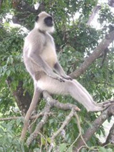 The Hanuman Langur - Sacred Monkey Of India - pictures and facts