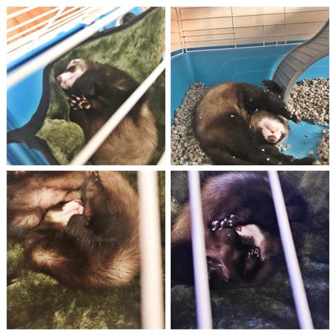 Mala’s sleeping positions : r/ferrets