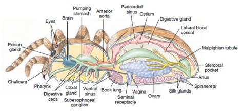 mezcla Escalofriante aliviar chelicerata anatomy petróleo crudo ...