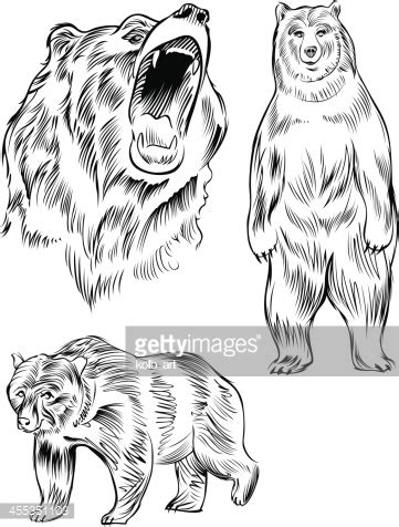 Bear Growling Drawing at GetDrawings | Free download