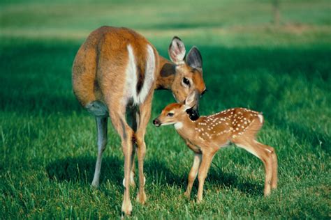 How many babies do deer have? – Interesting Animal Facts