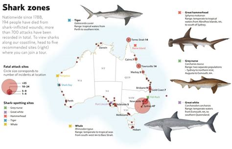 The great white shark / El gran tiburon blanco: infografico de mapas de zonas de tiburon blanco ...