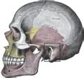 Category:Human skulls in lateral aspect - bones highlighted - Wikimedia ...