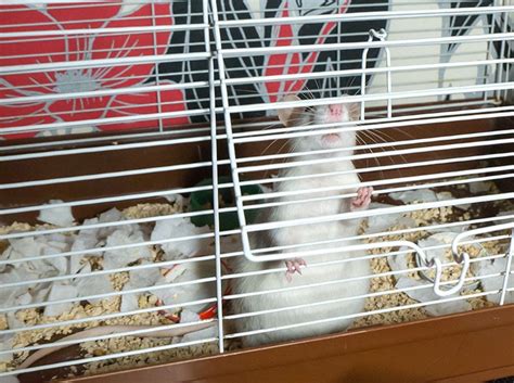 How Long Are Pet Rats Pregnant? (Rat Gestation Period) - Pet This and That