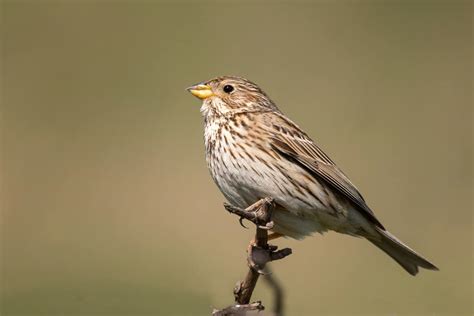 Discover All Types Of Bunting Birds