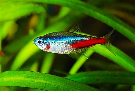 a red and blue fish is swimming in some green plants with water droplets on it