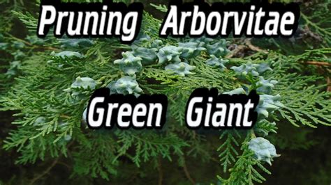Pruning Arborvitae - Pruning Arborvitae Green Giant - YouTube