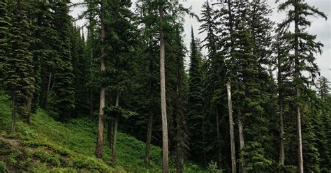 Hike Whitefish Mountain via the Danny On Trail, Whitefish, Montana