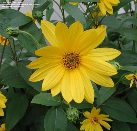 Showy sunflower: Full sun. Average to dry prairies. Clay, gravel, loam ...