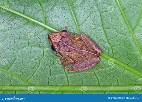 Common Coqui Frog on a Green Leaf in Its Natural Habitat Stock Photo - Image of wildlife, green ...