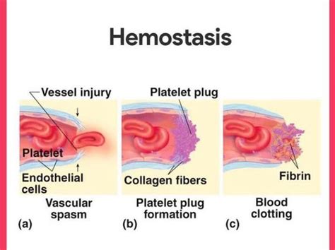 Hemostasis: Stages And How The Process Stops Blood Flow, 48% OFF