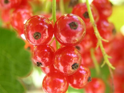 danau kasih: Red currant / Ribes rubrum / kismis merah