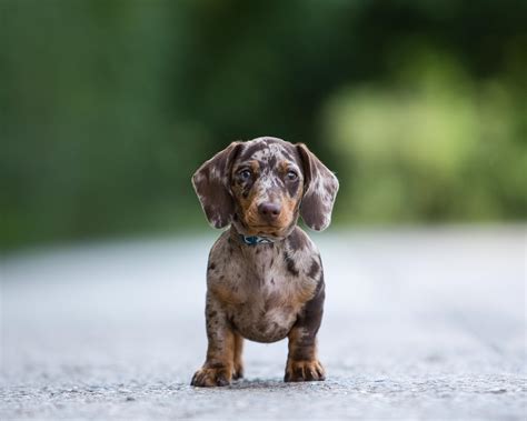 Miniature Dachshund Portrait in Thame, Oxfordshire - Lenny's Story