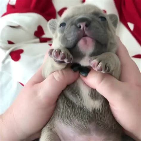 Sleepy bulldog puppy : r/gifs