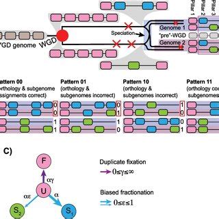 Polyploidy, genome evolution and the POInT computation. A A polyploidy ...