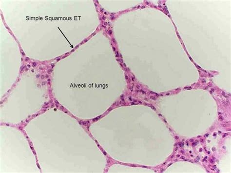 Make Your Own Histology Quizlet Flashcards | Quizlet