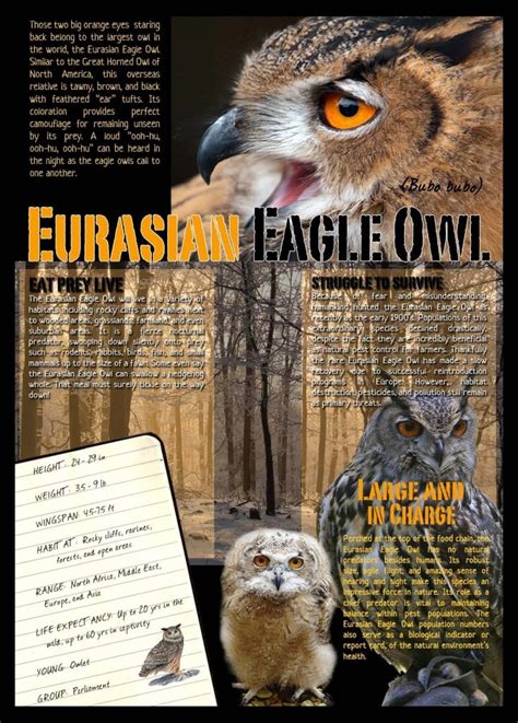 Eurasian Eagle Owl Fact Sheet – Hawk Creek Wildlife Center