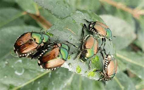 Asiatic Garden Beetle Control | Fasci Garden