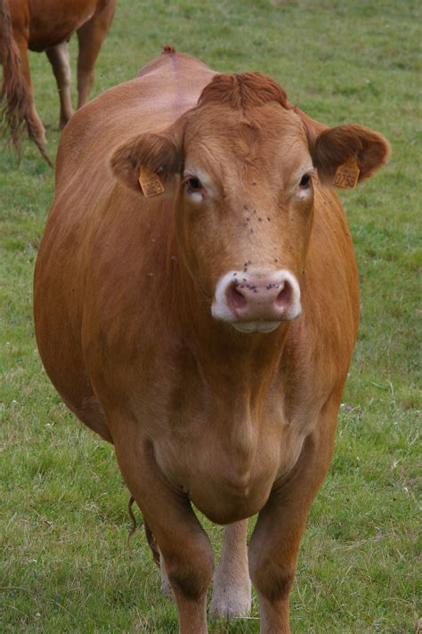 Limousine (race bovine) - Définition et Explications