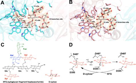 Figure 3 from Crystal Structure of α-Xylosidase from Aspergillus niger in Complex with a ...