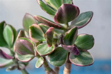 How Often to Water Jade Plants? Growing Tips - My Prime Home