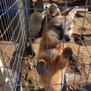 Grey fox pups for sale for Sale