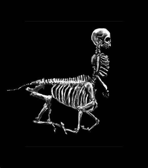 Centaur skeleton by whispofcloud on DeviantArt