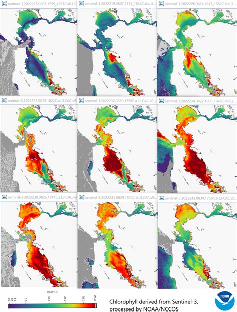 Harmful Algal Bloom in San Francisco Bay Results in Aquatic Mortality ...