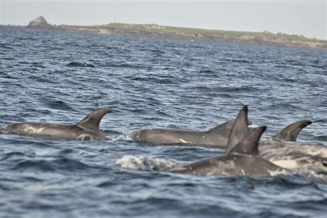 Dingle Dolphin Boat Tour 2022 - Viator