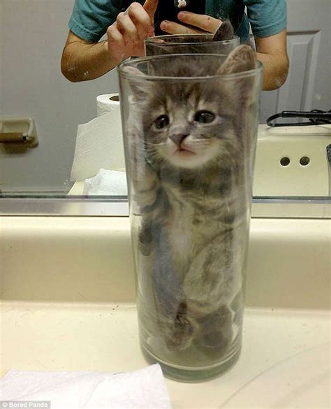 Cats stuck in jars: The funniest pictures of moggies online | Daily Mail Online