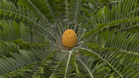 Encephalartos woodii Sander | Plants of the World Online | Kew Science