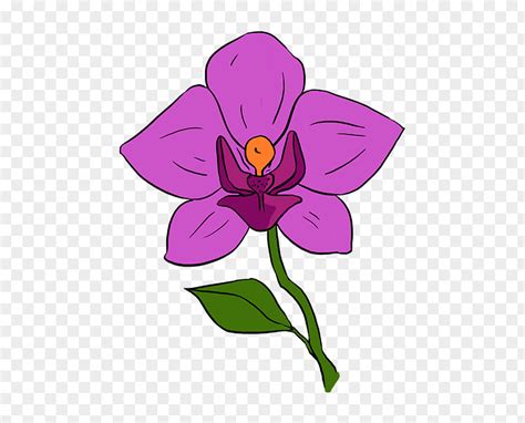 How To Draw A Flower Orchid Drawing: Step-by-step Orchids Clip Art PNG Image - PNGHERO