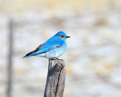 Mountain Bluebird | Audubon Field Guide