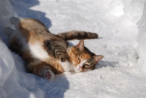 Feral cat plays in snow | Feral cat Kitty plays in snow. Pho… | Flickr