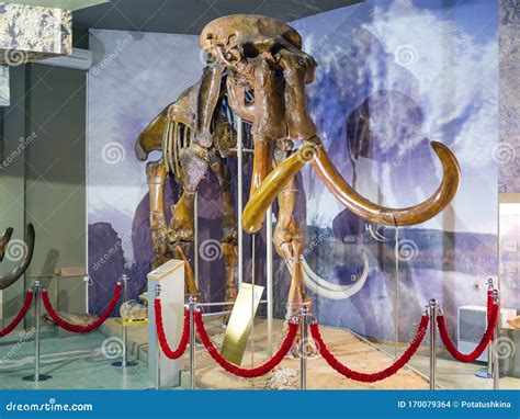 The Skeleton of an Ancient Steppe Mammoth. Exhibit of the Paleontological Museum Editorial Stock ...