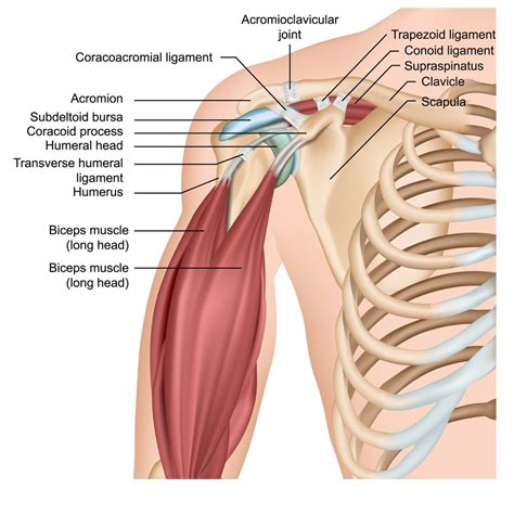 Understanding Shoulder Muscle Anatomy