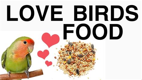 Love Birds Food || Lovebirds Food List - YouTube