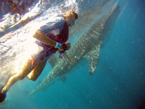 Snorkeling with Whale Sharks near Cancun, Mexico