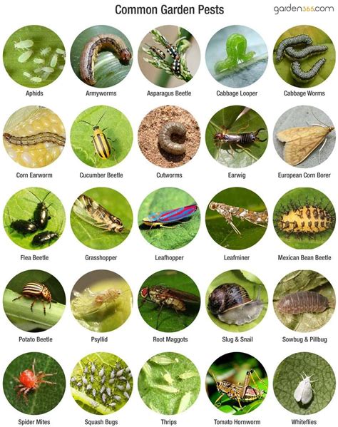 Top 7 Garden Pests: What Worked and Didn't