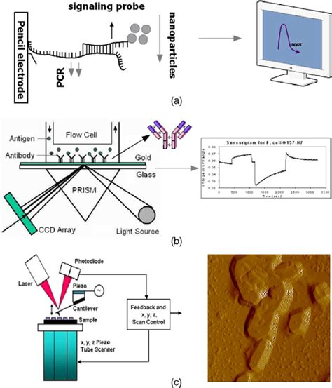 Detection of chemical/biological agents using (a) Electrochemical ...