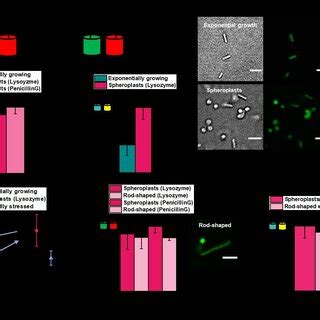 Spheroplast formation increases macromolecular crowding in E. coli. (a)... | Download Scientific ...