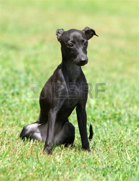 portrait of a black puppy purebred italian greyhound | Greyhound puppy ...