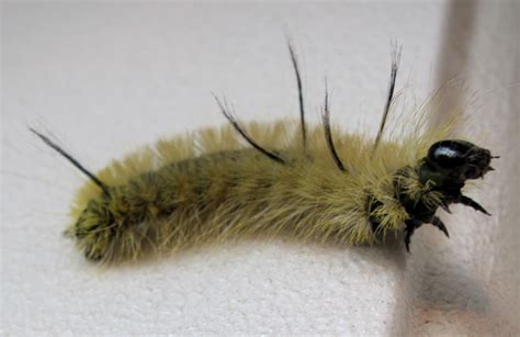 American Dagger Moth Caterpillar - What's That Bug?